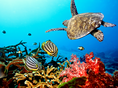 wallpaper sea turtle. Caribbean Sea Turtle Sea