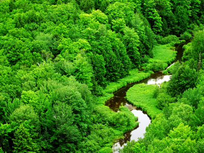 wallpaper green forest. Deep Green Forest Slow River