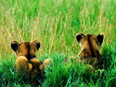 Lions Cubs on Look-Out wallpaper