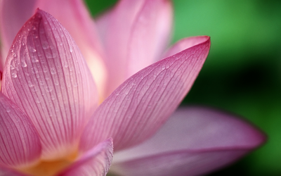 Close-up Lotus wallpaper