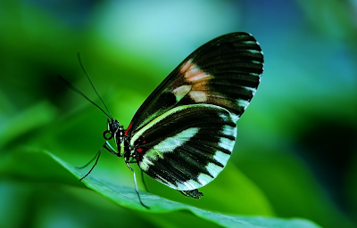 Papilio Butterfly wallpaper