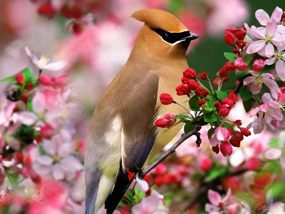 Waxwing and Spring Blossoms wallpaper
